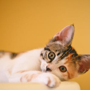 An image of Guitar Amp #74